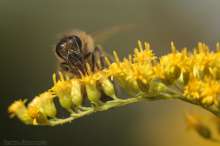 Pszczoła na nawłoci. Autor zdjęcia: Szymon Kaczmarczyk