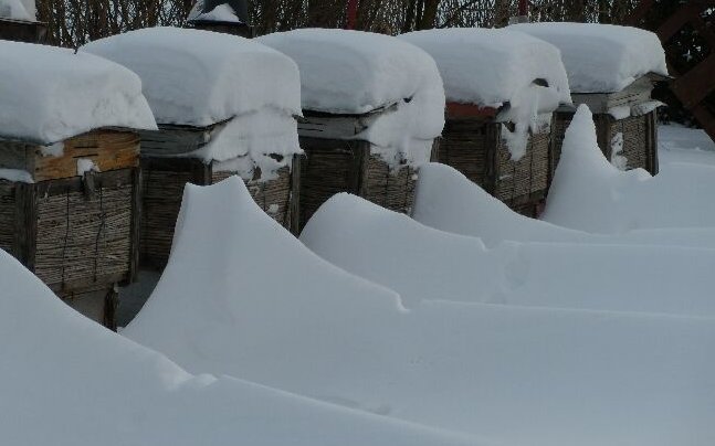 Ule podczas zimy. Autor: Tadeusz Kąkol