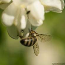 Pszczoła na robinii akacjowej. Autor zdjęcia: Szymon Kaczmarczyk