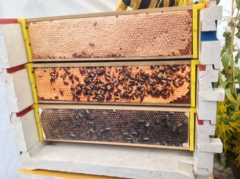 Trzy ramki. XXII Krakowskie Miodobranie