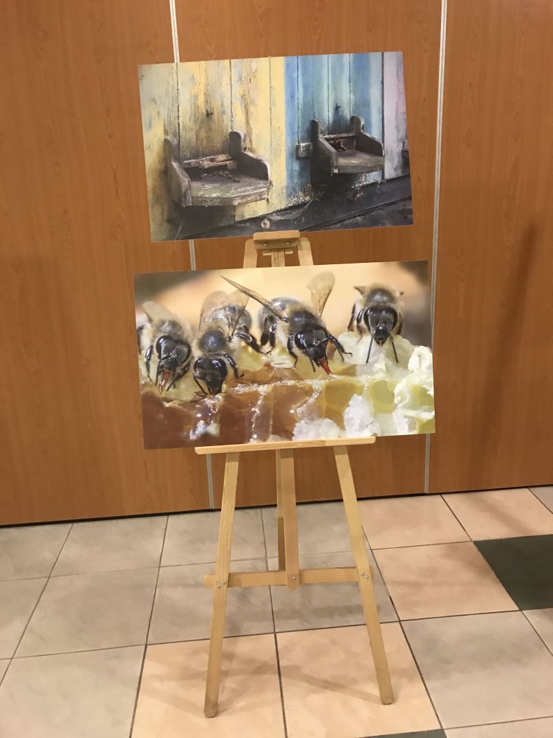 Zdjęcia Milana Motyki zaprezentowane 19 czerwca 2017 r. w Spale podczas Międzynarodowej Konferencji Bartniczej pn. Dekada Polskiego Bartnictwa. Autor zdjęć: Małgorzata Brendel