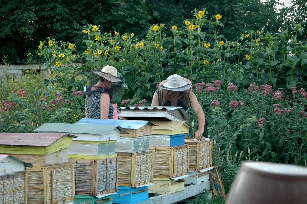 Przegląd rodziny pszczelej. Autor: Tadeusz Kąkol