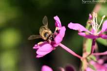 Pszczoła na wierzbownicy. Autor zdjęcia: Szymon Kaczmarczyk