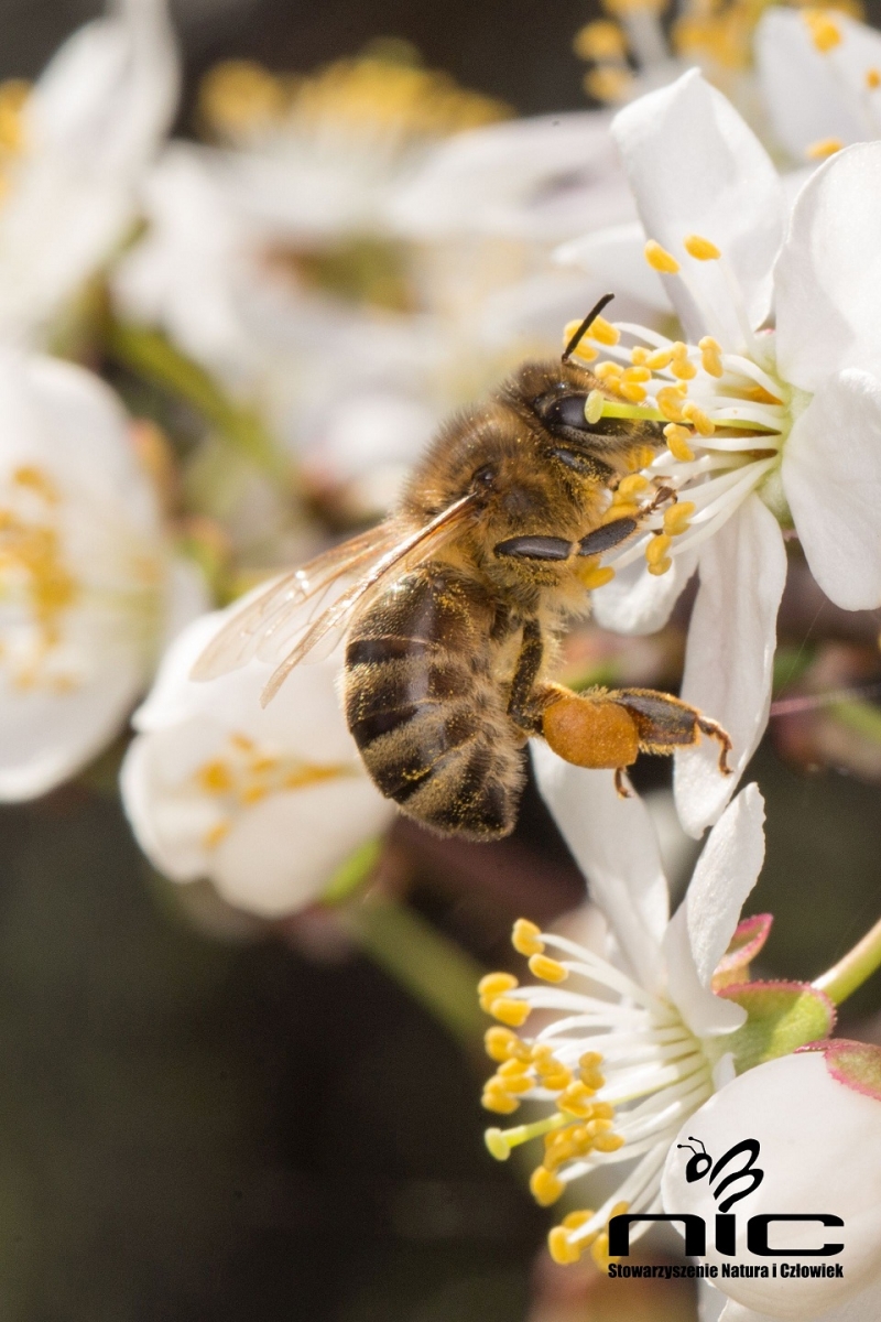 Pszczoła miodna. Źródło zdjęcia: naturaiczlowiek.org/nasze-akcje/112-quarry-life-award.