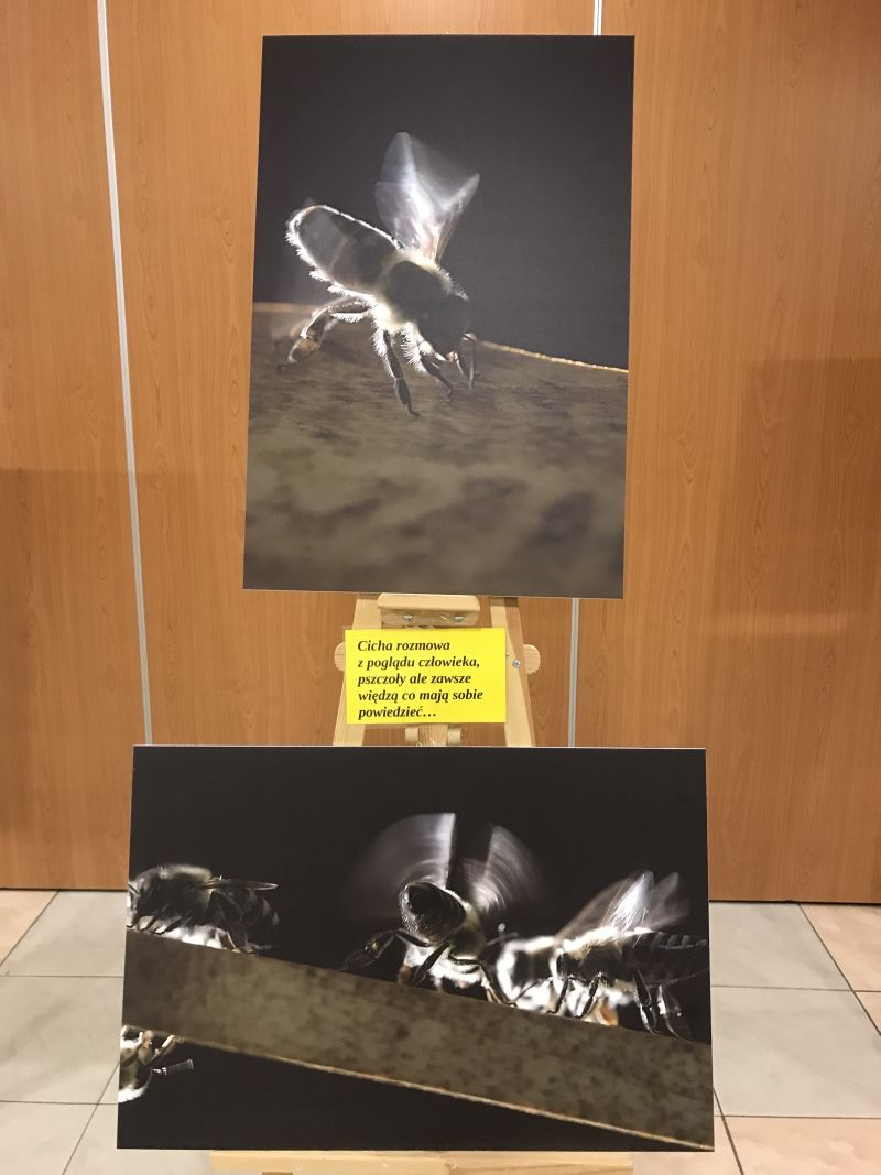 Zdjęcia Milana Motyki zaprezentowane 19 czerwca 2017 r. w Spale podczas Międzynarodowej Konferencji Bartniczej pn. Dekada Polskiego Bartnictwa. Autor zdjęć: Małgorzata Brendel