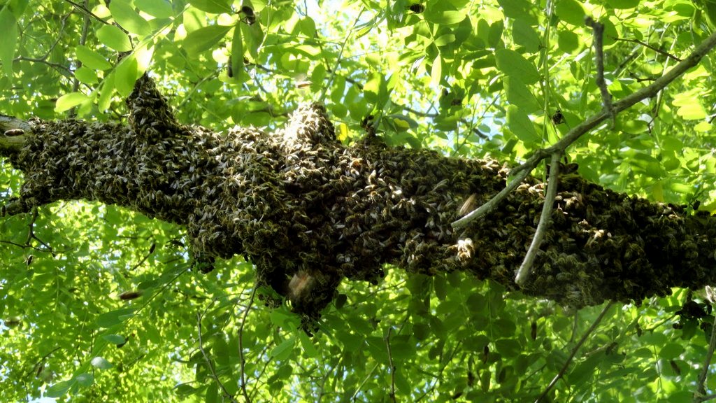 Rójka. Autor: Tadeusz Kąkol