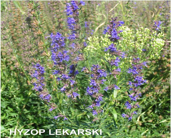 Hyzop lekarski (Hyssopus officinalis). Autor: Tadeusz Kąkol