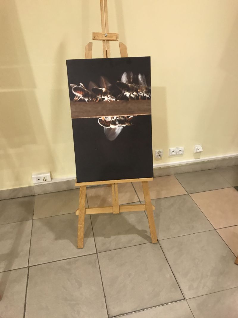 Zdjęcia Milana Motyki zaprezentowane 19 czerwca 2017 r. w Spale podczas Międzynarodowej Konferencji Bartniczej pn. Dekada Polskiego Bartnictwa. Autor zdjęć: Małgorzata Brendel