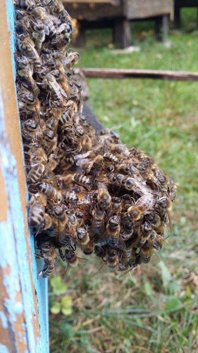 Skupisko pszczół na wylotku. Autorka zdjęcia: Barbara Rutyna