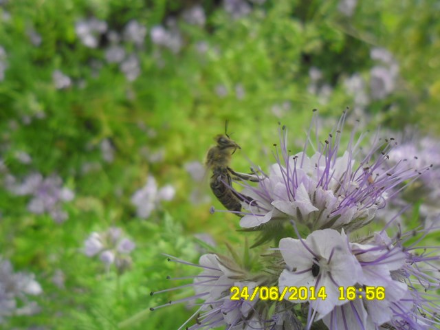 Pszczoła i facelia. Autorka zdjęcia: Danuta Parej