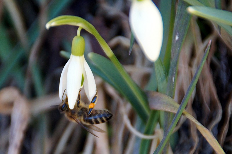 Śnieżyczka, przebiśnieg (Galanthus nivalis L.).