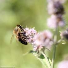 Pszczoła na kwiecie mięty. Autor zdjęcia: Szymon Kaczmarczyk