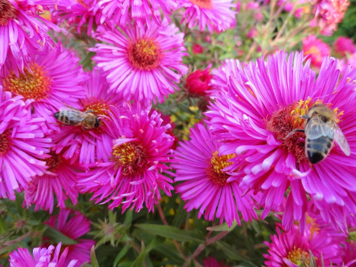 Aster nowobelgijski (Aster novi-belgii L). Autor: Tadeusz Kąkol