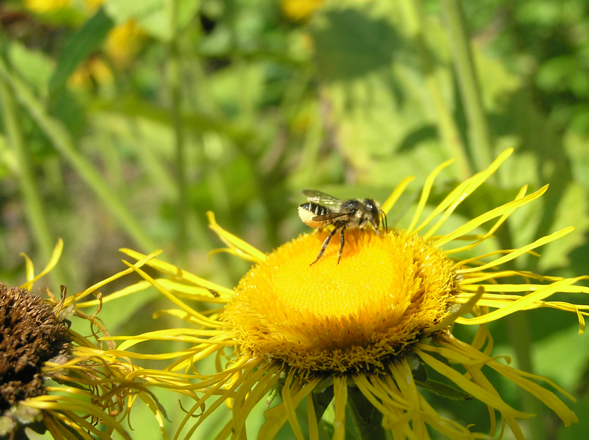 Smotrawa okazała (Telekia speciosa). Autor: Tadeusz Kąkol
