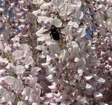 Zadrzechnia fioletowa widziana w dniu 29.05.2023 w okolicach Świdnicy.