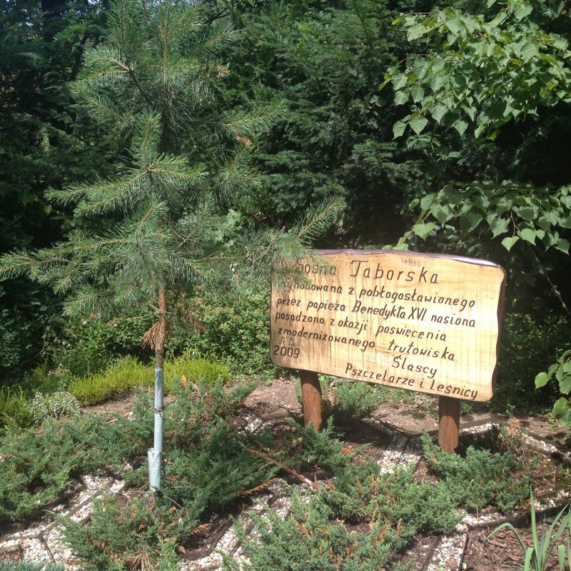 Sosna Taborska posadzona z okazji poświęcenia zmodernizowanego trutowiska.