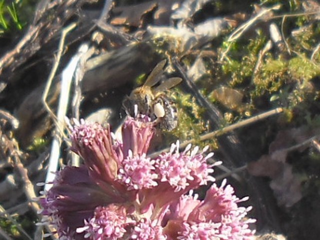 Pszczoła zbierająca pyłek na lępieżniku różowym. Autorka zdjęcia: Danuta Parej.