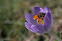 Pszczoła na krokusie. Autor zdjęcia: Szymon Kaczmarczyk