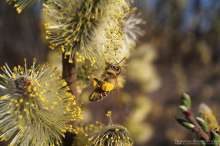 Pszczoła na kotkach topoli osice. Autor zdjęcia: Szymon Kaczmarczyk