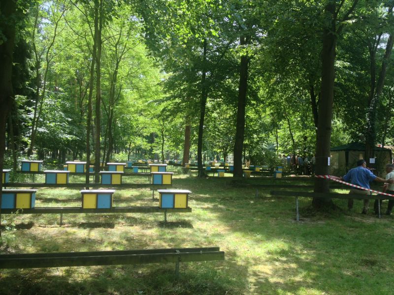 Ule nieopodal sceny.