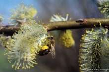 Pszczoła na kotkach topoli osice. Autor zdjęcia: Szymon Kaczmarczyk