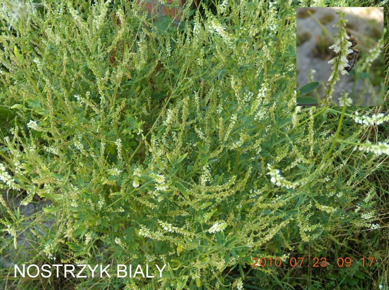 Nostrzyk biały (Melilotus albus). Autor: Tadeusz Kąkol