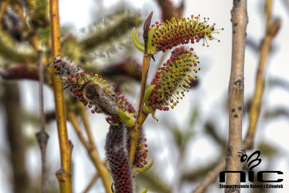 Źródło zdjęcia: naturaiczlowiek.org/nasze-akcje/112-quarry-life-award.