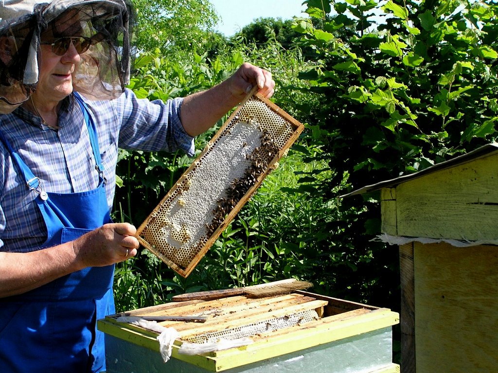 Ramka z zasklepionym miodem. Autor: Tadeusz Kąkol