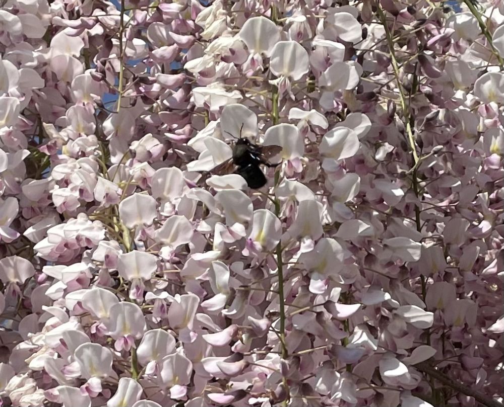 Zadrzechnia fioletowa widziana w dniu 29.05.2023 w okolicach Świdnicy.