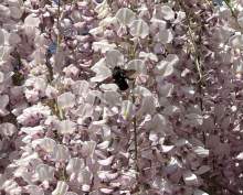 Zadrzechnia fioletowa widziana w dniu 29.05.2023 w okolicach Świdnicy.