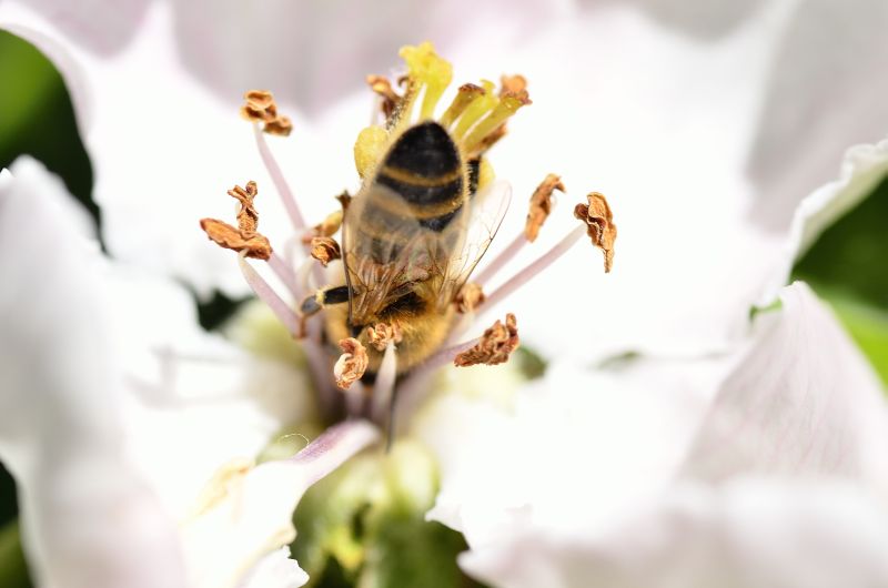 Pszczoła na kwiecie pigwy właściwej - Pasieka u Alfreda. Autorka zdjęcia: Katarzyna Judycka
