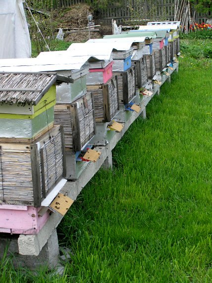 Ule i lądujące pszczoły na wylotkach. Autor: Tadeusz Kąkol