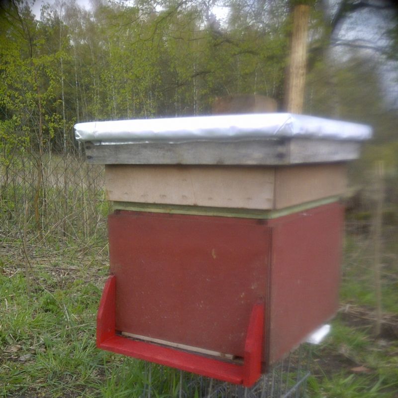 Osiem tak wyglądających różne kolory no i numery nie te w 2013 r Zgłoszone na Policje bez rezultatu mała szkodliwość czyny Z pszczołami początek sezonu na kilka dni przed założeniem nadstawek. 