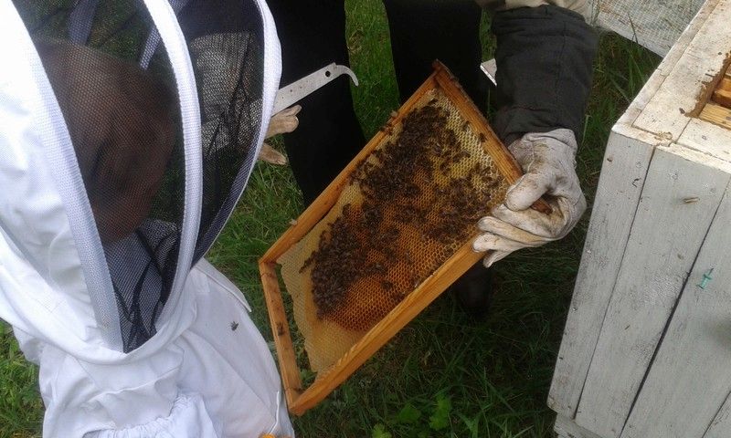 Pasieka Barbara i Edward Gołota