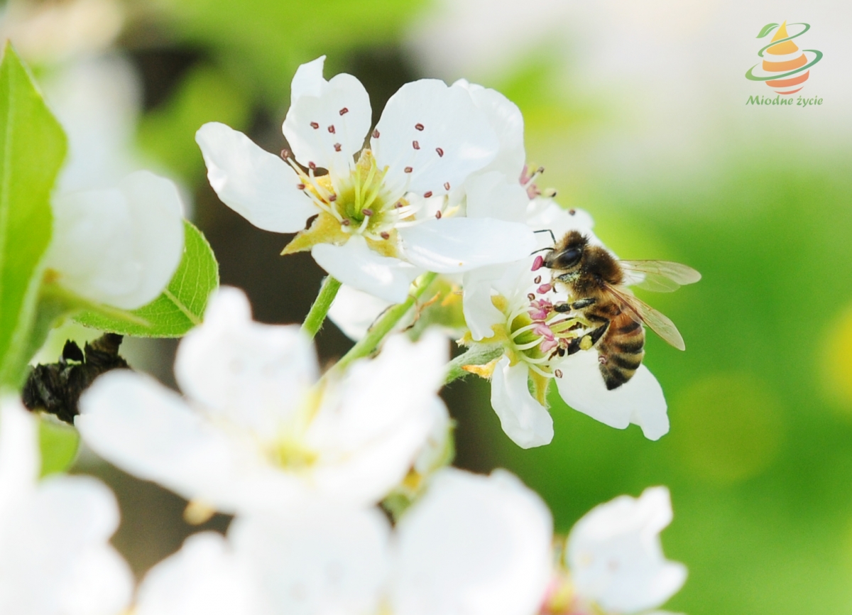 Pszczoła na kwiecie gruszy