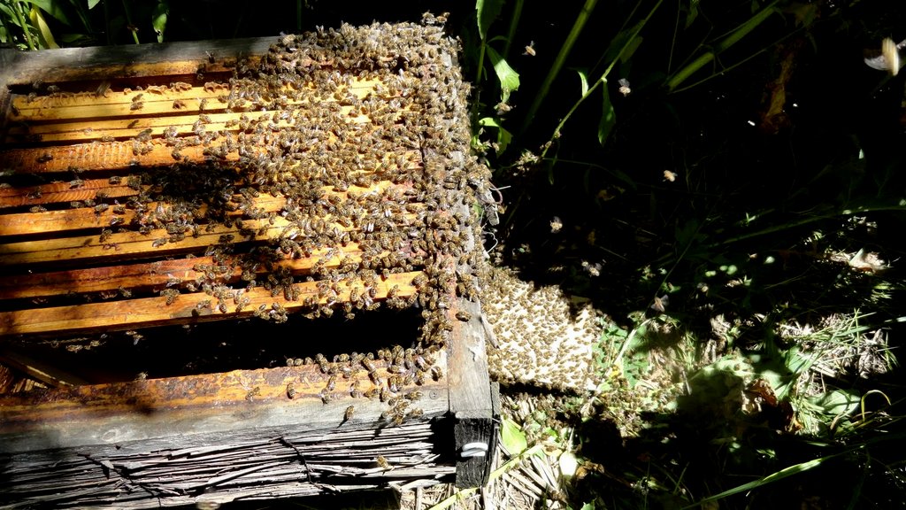 Osadzanie rójki w ulu. Autor: Tadeusz Kąkol