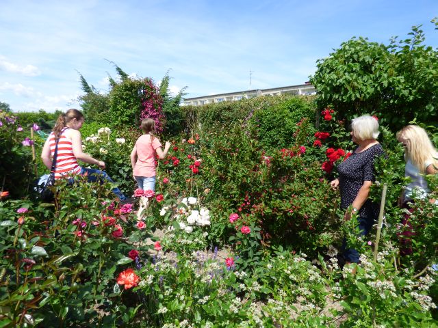 Ogród pełen barw i zapachów wabiących owady pszczołowate. Źródło zdjęcia: materiały przez p. Agnieszkę Gałwa.
