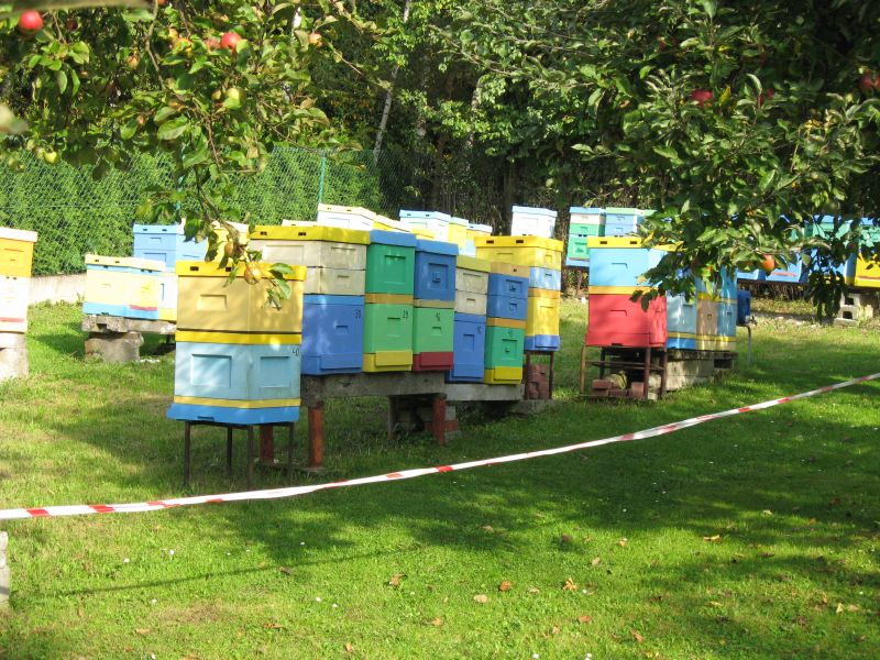 Ule. Autor: Kazimierz Wiśniowski