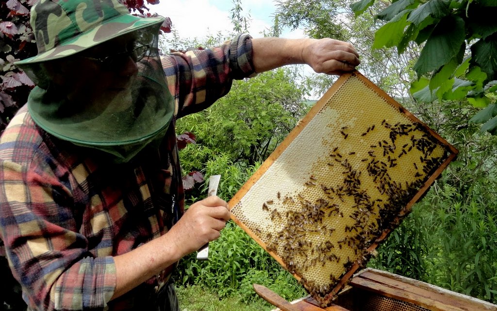 Ramka z miodem i pszczołami. Autor: Tadeusz Kąkol