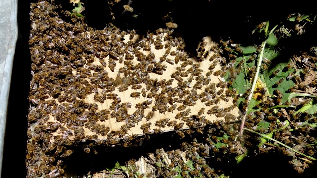 Osadzanie rójki w ulu. Autor: Tadeusz Kąkol