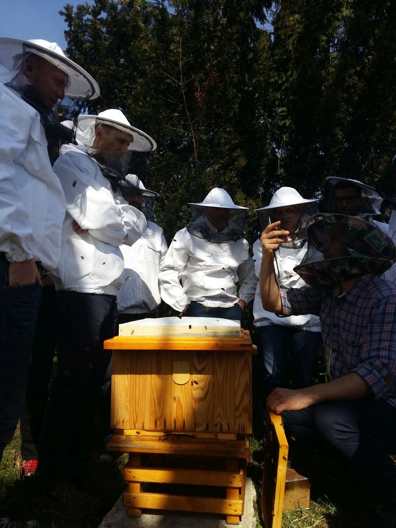 Przegląd rodziny pszczelej podczas kursu pszczelarskiego Wilanów Miodem Płynący. Autor zdjęcia: Piotr Zwierzchowski