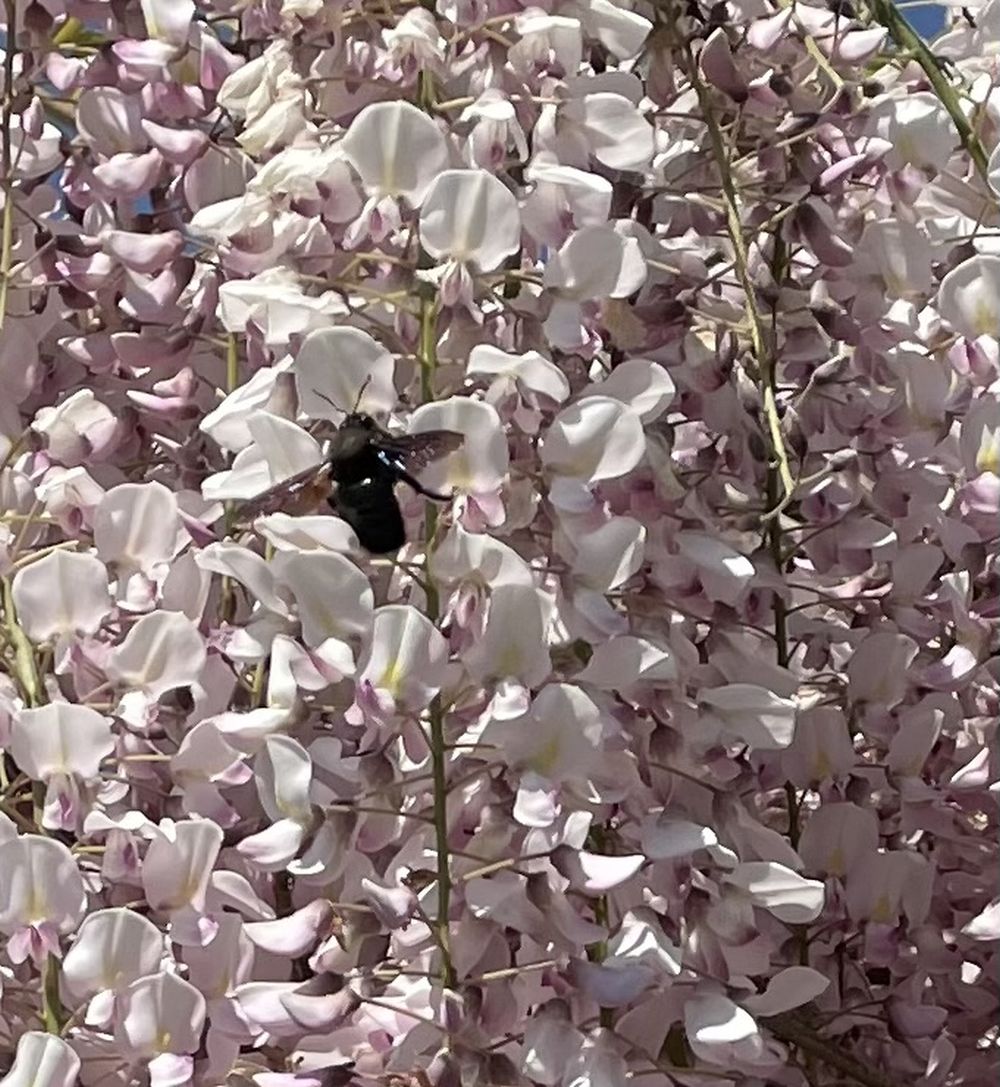 Zadrzechnia fioletowa widziana w dniu 29.05.2023 w okolicach Świdnicy.