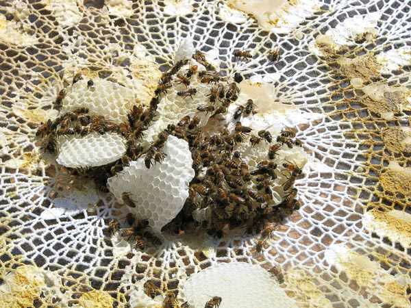 Modyfikacja obrusu przez pszczoły. Autorka: Aganetha Dyck. Fotografia: Peter Dyck. Źródło: www.aganethadyck.ca Artystka udzieliła nam pisemnej zgody na publikację fotografii jej prac.