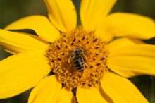 Pszczoła na słoneczniku. Autor zdjęcia: Szymon Kaczmarczyk