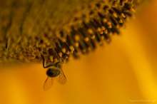 Pszczoła na słoneczniku. Autor zdjęcia: Szymon Kaczmarczyk