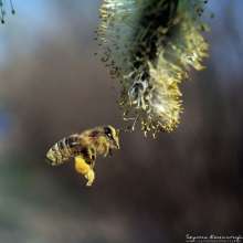 Pszczoła na kotkach topoli osice. Autor zdjęcia: Szymon Kaczmarczyk