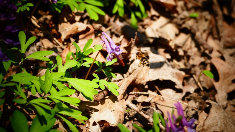 Pszczoła miodna w Wąwozie Korzeniowym obok Kazimierza Dolnego. Autorka zdjęcia: Monika Matias