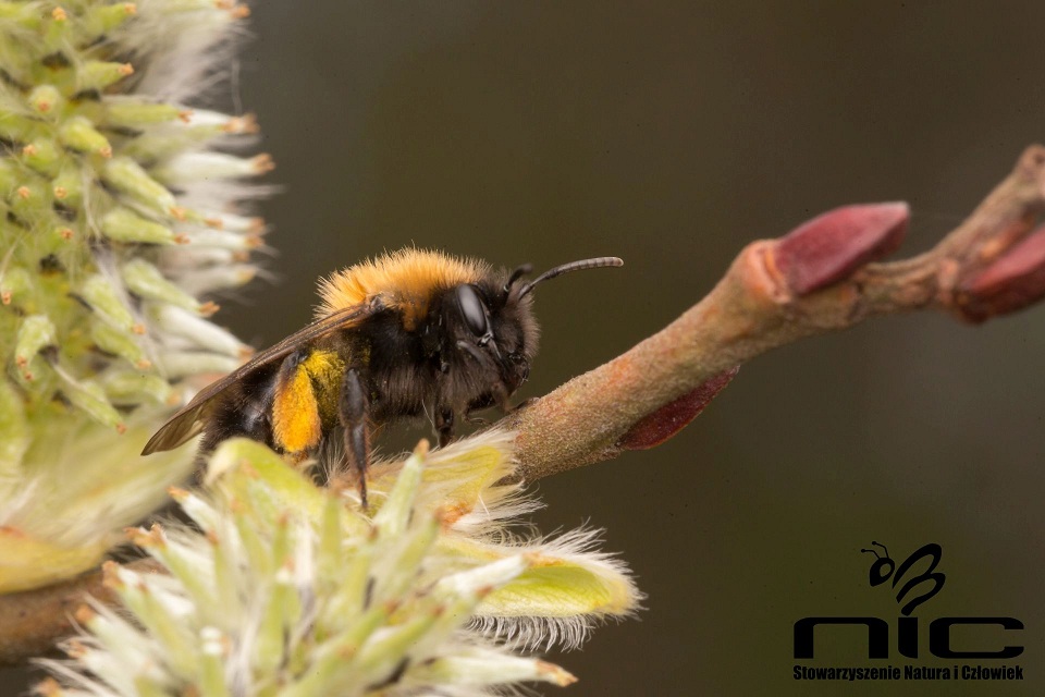 Pszczolinka. Źródło zdjęcia: naturaiczlowiek.org/nasze-akcje/112-quarry-life-award.