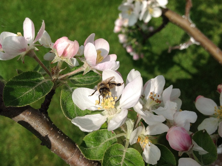 Pszczoła na jabłoni. Narama 2014. Autorka zdjęcia: Ewa Balana