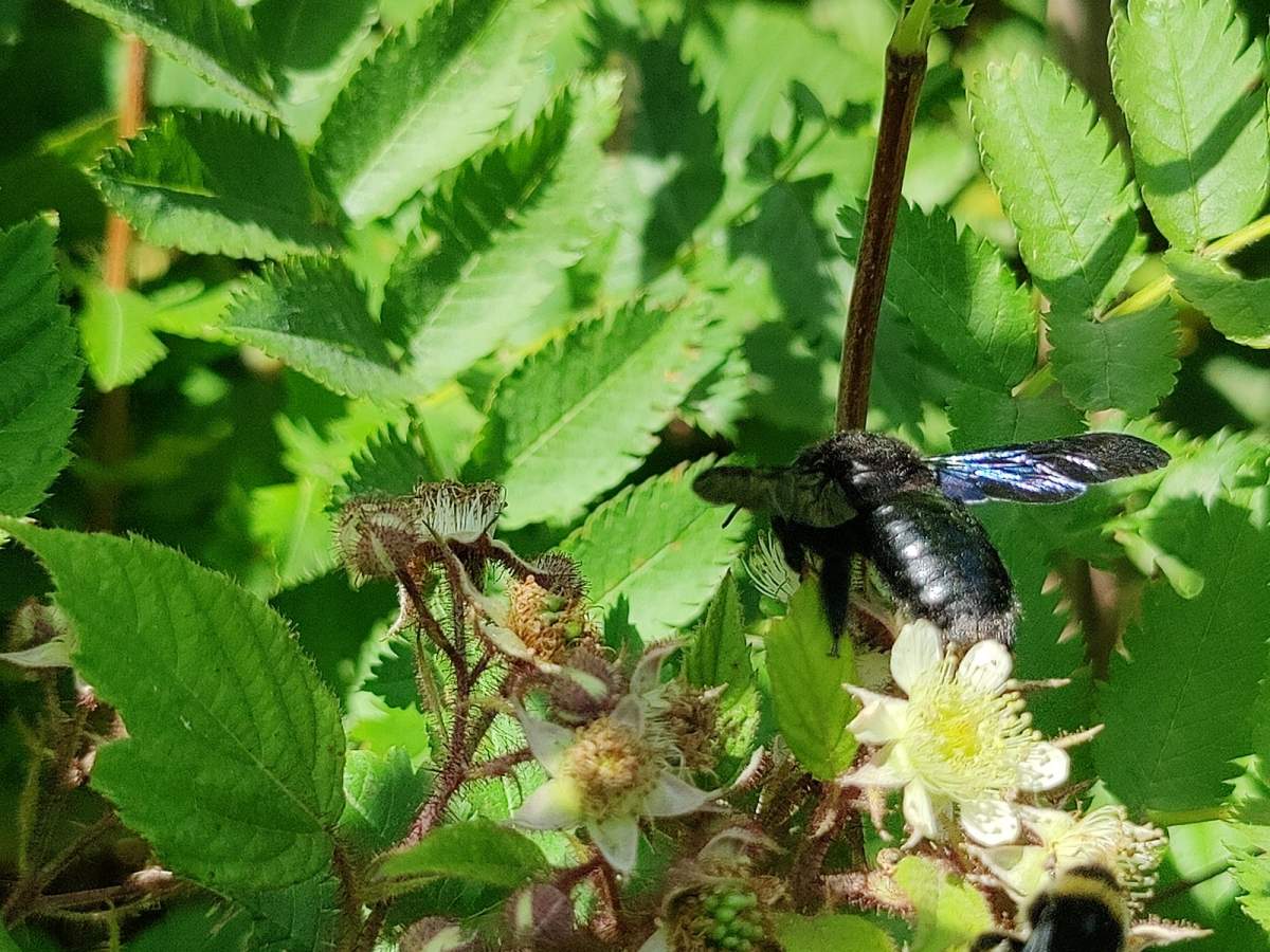 Zadrzechnia fioletowa na szlaku do Krzemieńca z Wielkiej Rawki (granica polsko-ukraińska). 2022.07.20